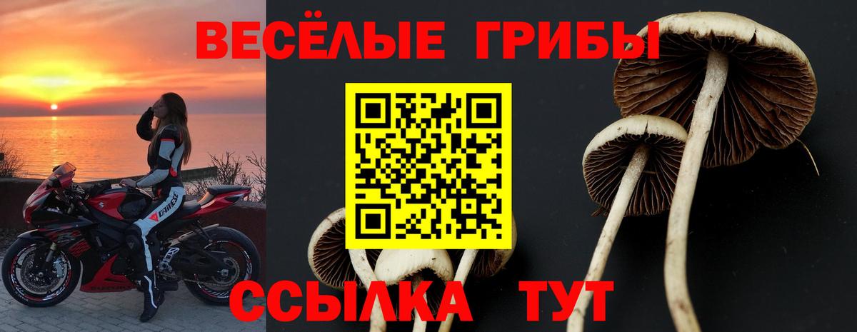 Псилоцибиновые грибы Cubensis Белгород